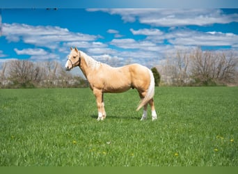 Quarterhäst, Valack, 8 år, 142 cm, Palomino