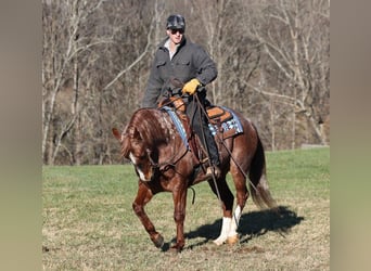 Quarterhäst, Valack, 8 år, 147 cm, Rödskimmel