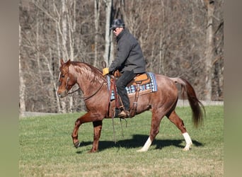 Quarterhäst, Valack, 8 år, 147 cm, Rödskimmel
