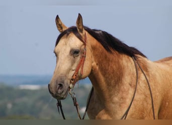 Quarterhäst Blandning, Valack, 8 år, 150 cm, Gulbrun