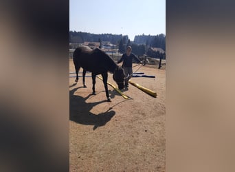 Quarterhäst, Valack, 8 år, 150 cm, Svart