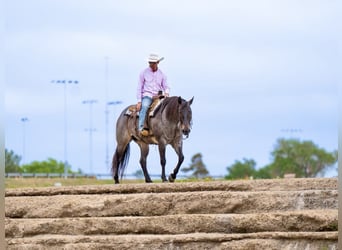 Quarterhäst, Valack, 8 år, 152 cm, Brunskimmel