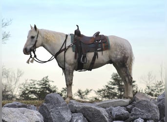 Quarterhäst, Valack, 8 år, 152 cm, Grå