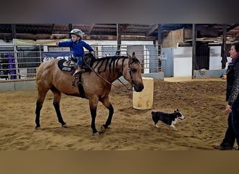 Quarterhäst, Valack, 8 år, 155 cm, Gulbrun
