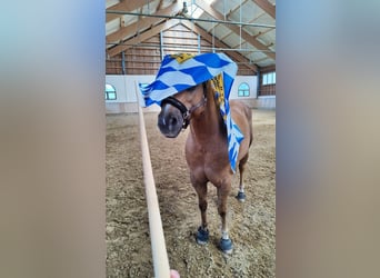 Quarterhäst, Valack, 8 år, 156 cm, Palomino