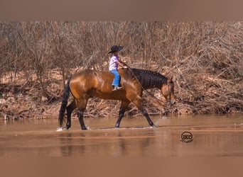 Quarterhäst, Valack, 8 år, 157 cm, Gulbrun