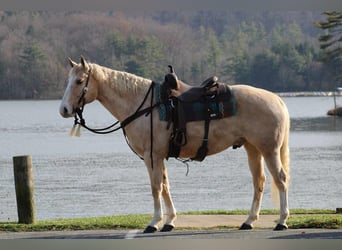 Quarterhäst, Valack, 8 år, 157 cm, Palomino