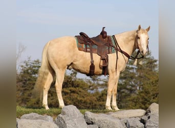 Quarterhäst, Valack, 8 år, 157 cm, Palomino