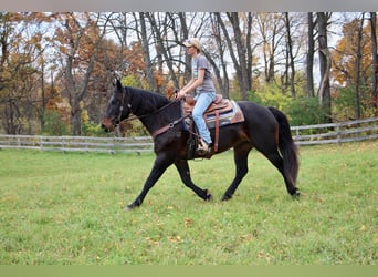 Quarterhäst, Valack, 8 år, 160 cm, Brun