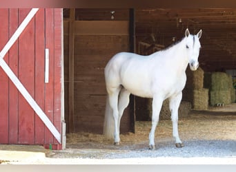 Quarterhäst, Valack, 8 år, 160 cm, Grå