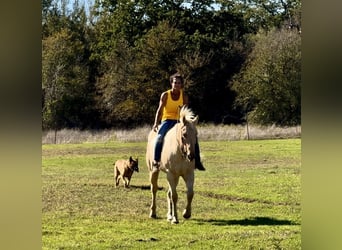 Quarterhäst, Valack, 8 år, 163 cm, Palomino