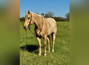 Quarterhäst, Valack, 8 år, 163 cm, Palomino