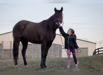 Quarterhäst, Valack, 8 år, Svart