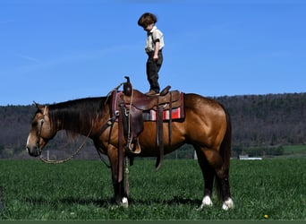 Quarterhäst, Valack, 9 år, 147 cm, Gulbrun