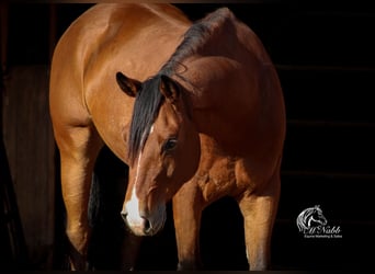 Quarterhäst, Valack, 9 år, 150 cm, Brun