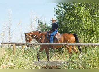 Quarterhäst, Valack, 9 år, 150 cm, Brun