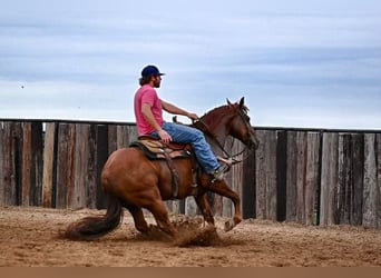 Quarterhäst, Valack, 9 år, 150 cm, Fux