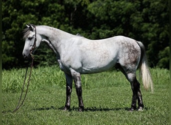 Quarterhäst, Valack, 9 år, 150 cm, Gråskimmel