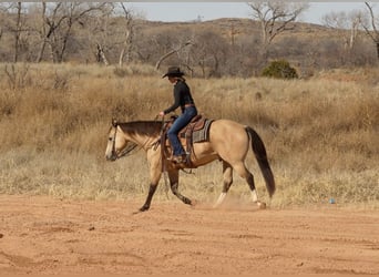 Quarterhäst, Valack, 9 år, 150 cm, Gulbrun