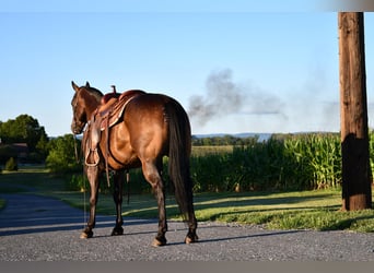 Quarterhäst, Valack, 9 år, 150 cm, Mörkbrun