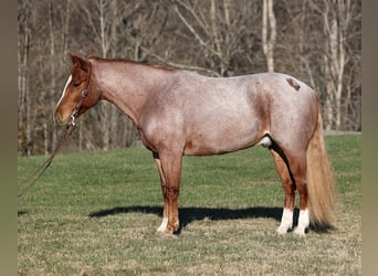 Quarterhäst, Valack, 9 år, 152 cm, Brunskimmel