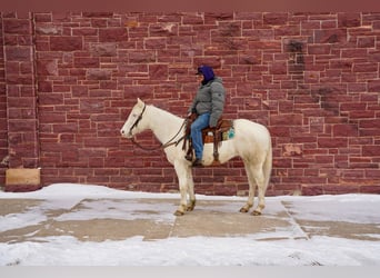 Quarterhäst Blandning, Valack, 9 år, 152 cm, Cremello