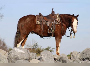 Quarterhäst, Valack, 9 år, 152 cm, Fux