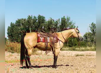 Quarterhäst, Valack, 9 år, 152 cm, Gulbrun