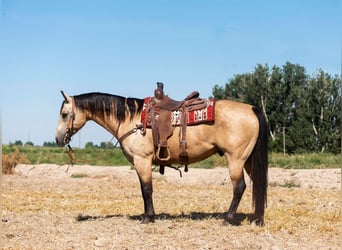 Quarterhäst, Valack, 9 år, 152 cm, Gulbrun