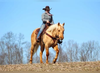 Quarterhäst, Valack, 9 år, 152 cm, Palomino