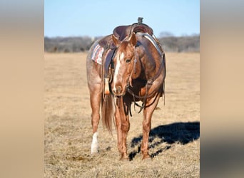 Quarterhäst, Valack, 9 år, 152 cm, Rödskimmel