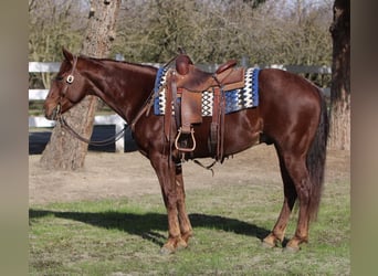 Quarterhäst, Valack, 9 år, 152 cm, Rödskimmel