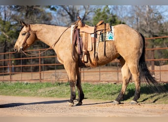 Quarterhäst, Valack, 9 år, 155 cm, Gulbrun