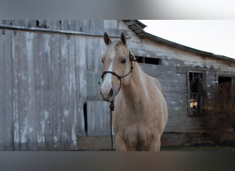 Quarterhäst, Valack, 9 år, 155 cm, Palomino