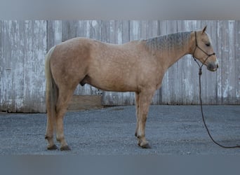 Quarterhäst, Valack, 9 år, 155 cm, Palomino