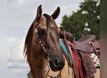 Quarterhäst, Valack, 9 år, 157 cm, Black