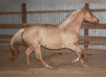 Quarterhäst, Valack, 9 år, 157 cm, Palomino