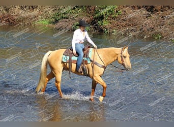 American Quarter Horse, Wallach, 9 Jahre, 157 cm, Palomino