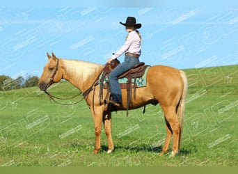 American Quarter Horse, Wallach, 9 Jahre, 157 cm, Palomino