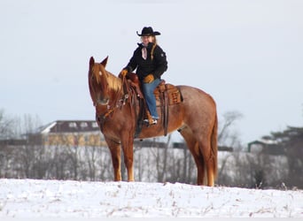 Quarterhäst, Valack, 9 år, 157 cm, Rödskimmel