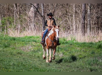 Quarterhäst, Valack, 9 år, 165 cm, Fux