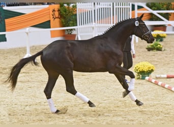 Trakehner, Hengst, 12 Jahre, 172 cm, Rappe