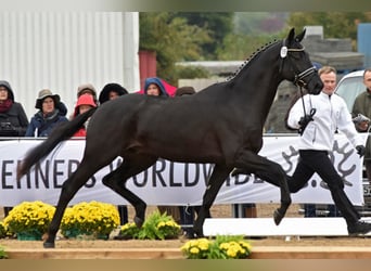 Trakehner, Hengst, 12 Jahre, 172 cm, Rappe