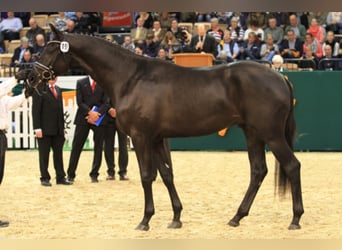 Trakehner, Hengst, 12 Jahre, 172 cm, Rappe