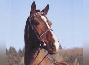 Caballo de Holstein, Semental, 41 años, 171 cm, Castaño