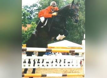 Koń wirtemberski, Ogier, 40 lat, 168 cm, Gniada