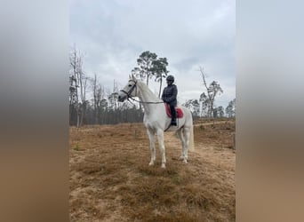 RB/Pony/Dressurpferd zur Verfügung / Tunierpferd Gesucht