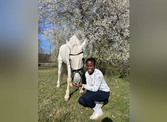 RB/Pony/Dressurpferd zur Verfügung / Tunierpferd Gesucht