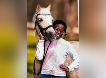 RB/Pony/Dressurpferd zur Verfügung / Tunierpferd Gesucht