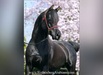 Árabe egipcio, Semental, 16 años, Negro